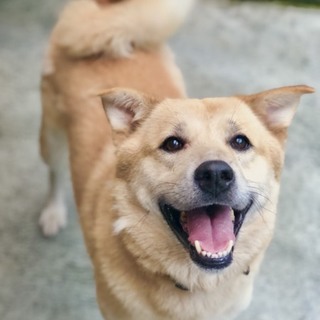 東日本大震災被災犬２世　ブリッジです。