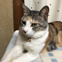ネネ
