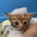 生後3ヶ月〜4ヶ月茶トラ子猫