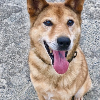 東日本大震災被災犬　イエスです。