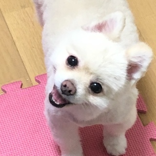 甘えん坊のポメラニアン♂推定8歳