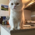 スコティッシュフォールド(立ち耳)の真っ白猫