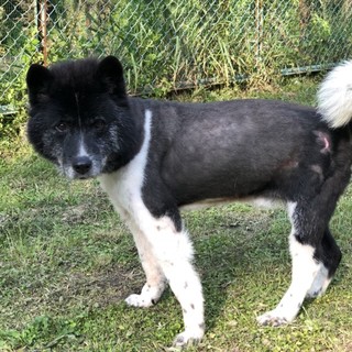 東日本大震災被災犬　チビです。