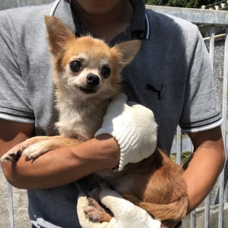 残り少ない犬生を最後まで愛してください