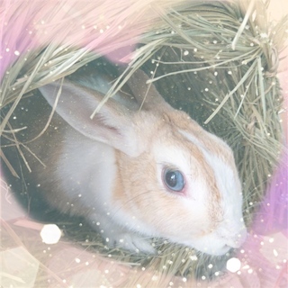 7歳のミニウサギ女の子