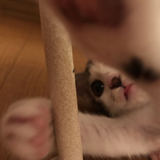 のちこ丸のカバー写真