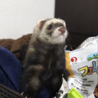 ちょび