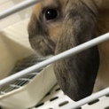 垂れ耳かわいいロップイヤー