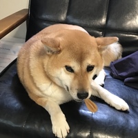 わこ