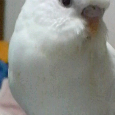 鳥のくせに、飛ぶことよりも、ぬいぐるみで遊ぶのが好きな妄想家