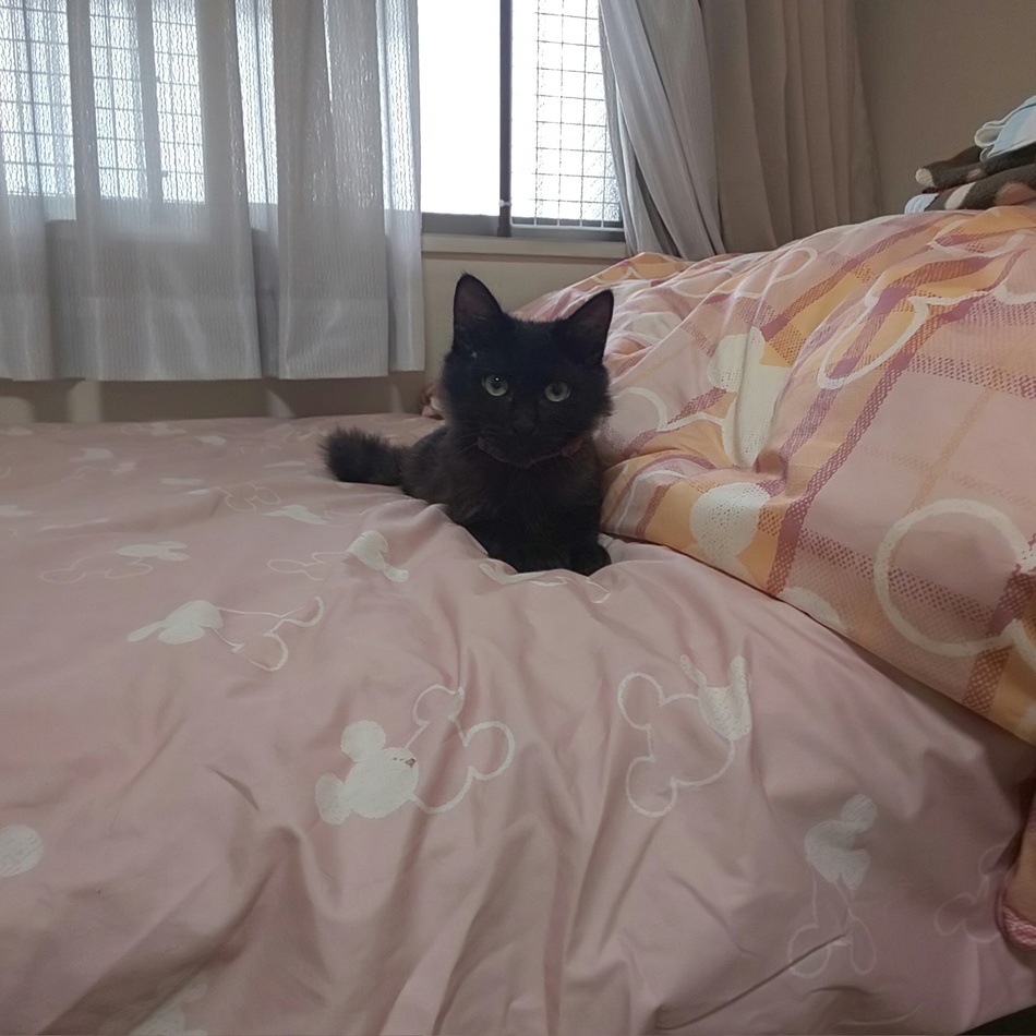 ハナのカバー写真