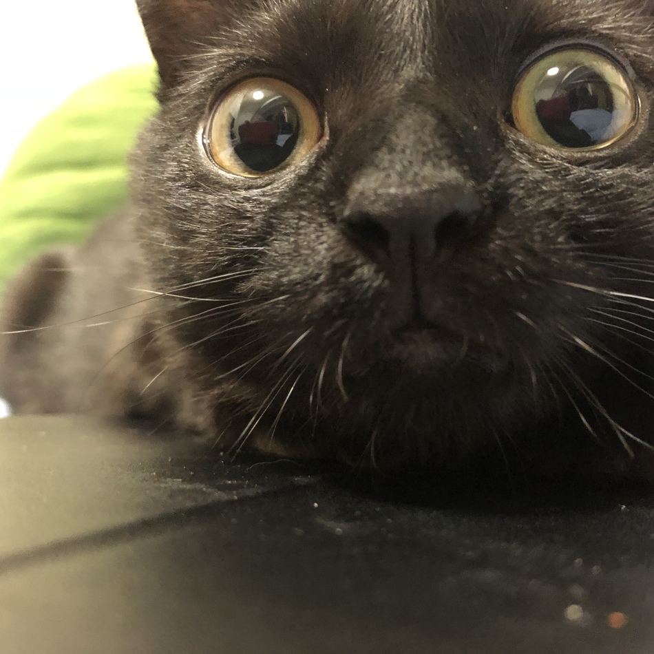 ラミちゃんのカバー写真