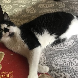 代理で里親募集してます