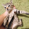 生後1カ月半のキジトラのかわいいはなちゃん