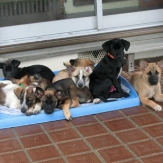 雑種の子犬　６月１３日生まれ