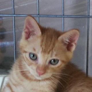 奥ゆかしい茶トラ君