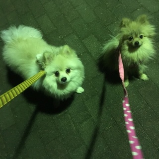 ポメラニアンの男の子