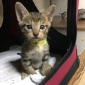 6ニャンズ兄弟姉妹の男の子(≡^.^≡)