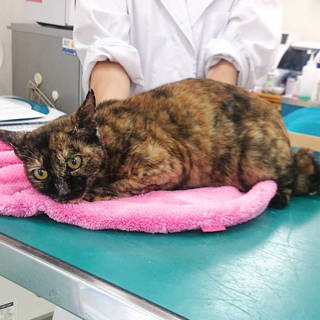 調布駅近くで一斉保護した猫ちゃん