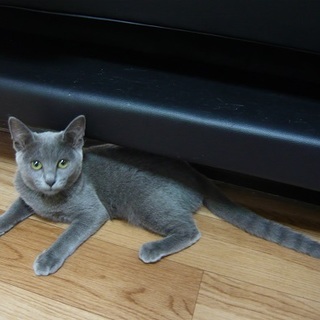 ロシアンブルー風女の子