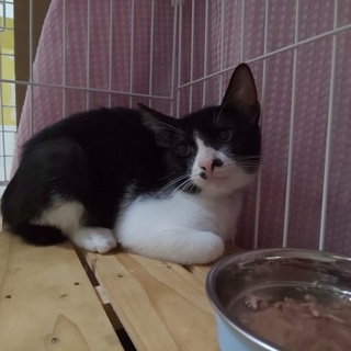 妹を守ろうと必死な優しいおねえちゃん猫