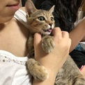 アビシニアン風の子猫