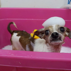 アニマー湯千葉店譲渡会