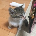 子猫の里親募集しています‼️