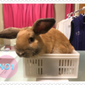 仔ウサギ2羽の里親さんを募集中です！