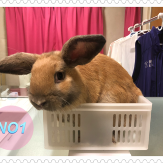 仔ウサギ2羽の里親さんを募集中です！