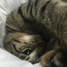 ミルク亭