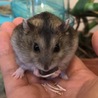 Marikorita