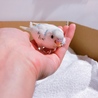 セキセイインコ１ヶ月くらいの可愛い子です サムネイル3