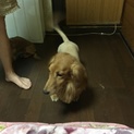 ミニチュアダックス 男前 レッド 交渉中 一時停止