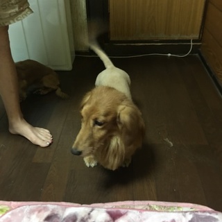 ミニチュアダックス 男前 レッド 交渉中 一時停止