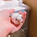 セキセイインコ１ヶ月くらいの可愛い子です