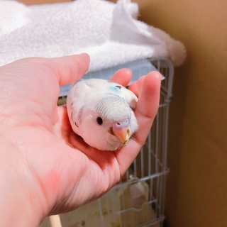 セキセイインコ１ヶ月くらいの可愛い子です