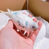セキセイインコ１ヶ月くらいの可愛い子です サムネイル2