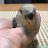 ほっぺの毛もモフモフとしてきました！