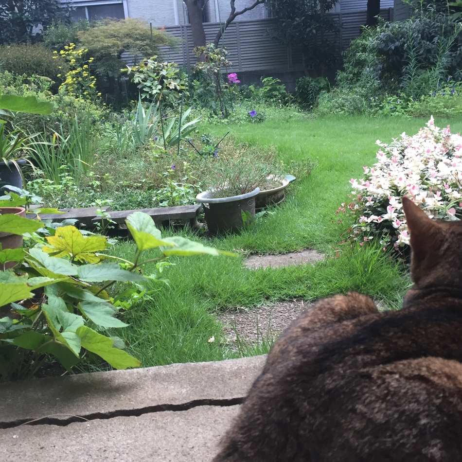 ごくうのカバー写真