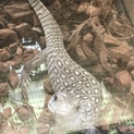 サバンナモニター