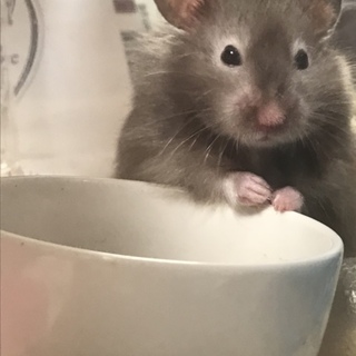 ゴールデンハムスター ロングヘア