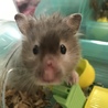 ゴールデンハムスター ロングヘア サムネイル2