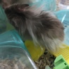 ゴールデンハムスター ロングヘア サムネイル3