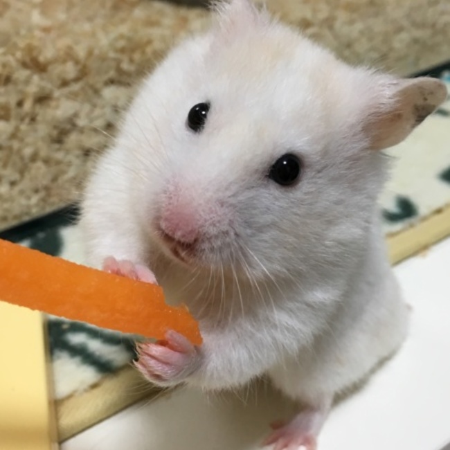 くらら＠のカバー写真