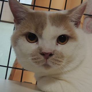 お顔も体もまん丸☆左近君