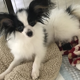 小顔のプリンス★パピヨンのミニモ