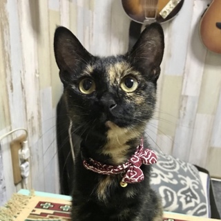 まんまるお目々、美猫のサザビー❣️