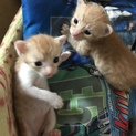 子猫ちゃん2匹