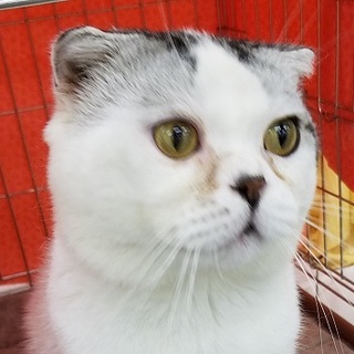 5-6歳【9/9 東銀座猫の譲渡会】ポニョくん